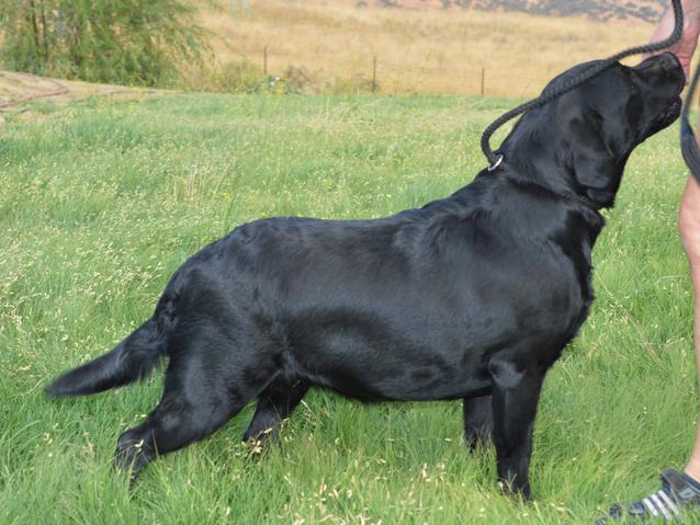 labrador retriever