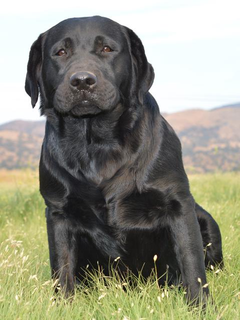 labrador retriever