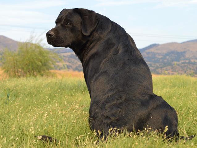 labrador retriever