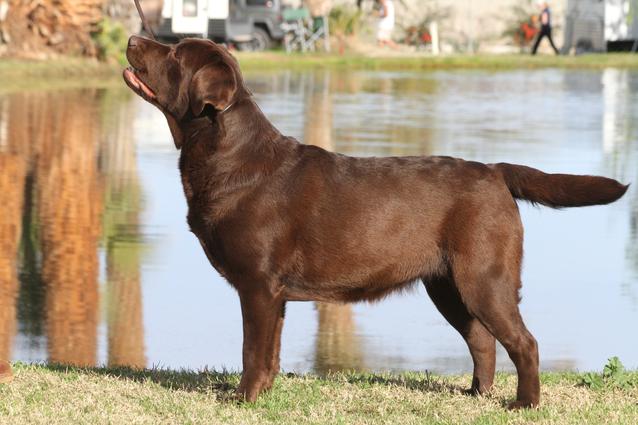 labrador retriever california