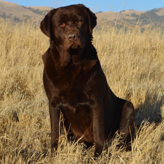 labrador retriever california