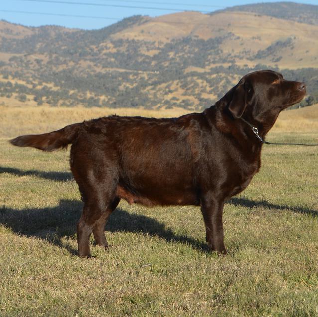 labrador retriever california