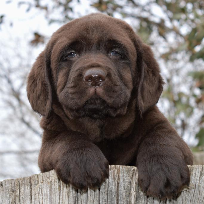 labrador retriever rescue california