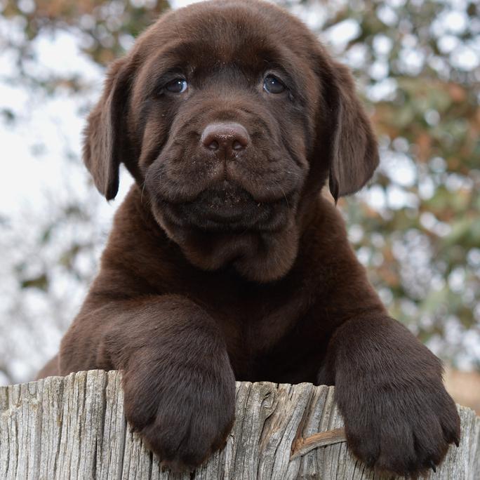 labrador retriever rescue california