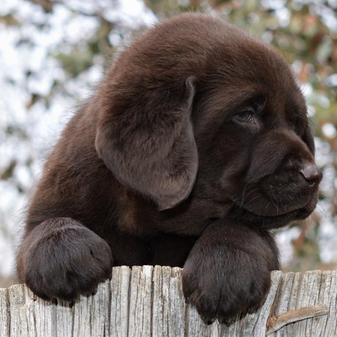 labrador retriever rescue california