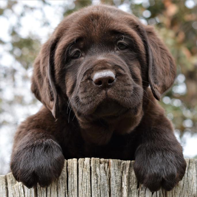 labrador retriever rescue california