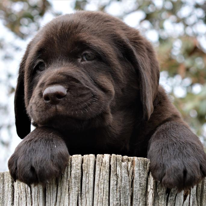 labrador retriever rescue california