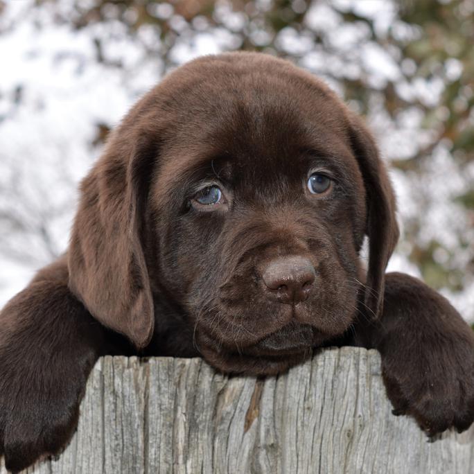 labrador retriever rescue california