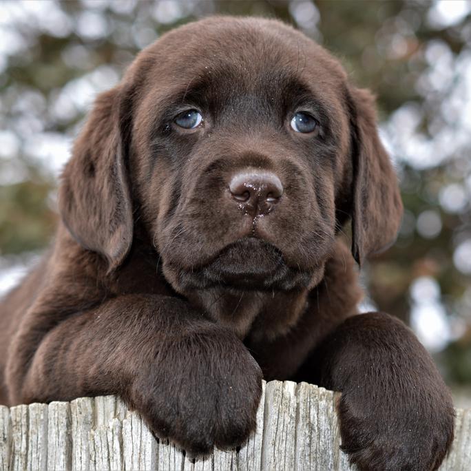 labrador retriever rescue california