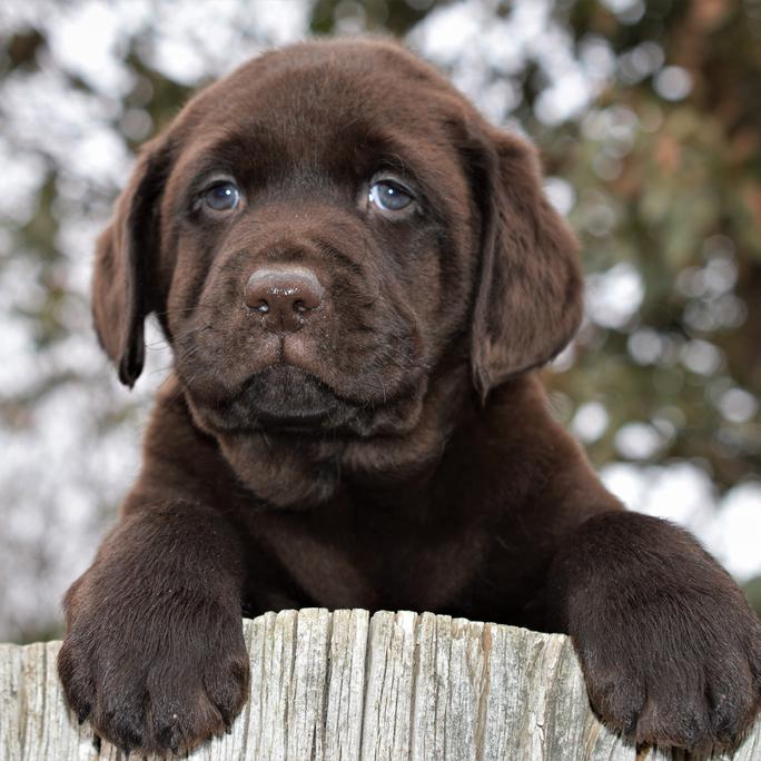 labrador retriever rescue california