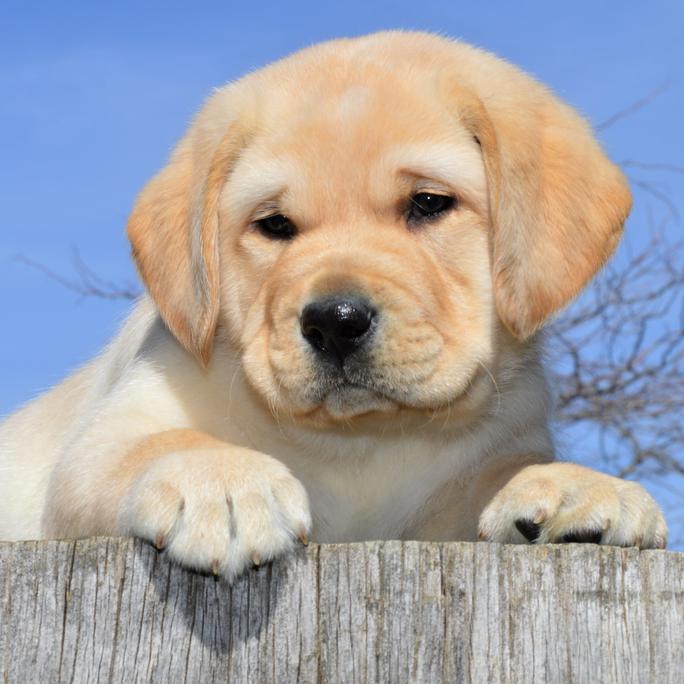 labrador retriever rescue california