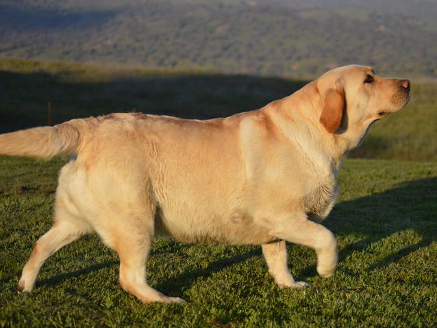 labrador retriever