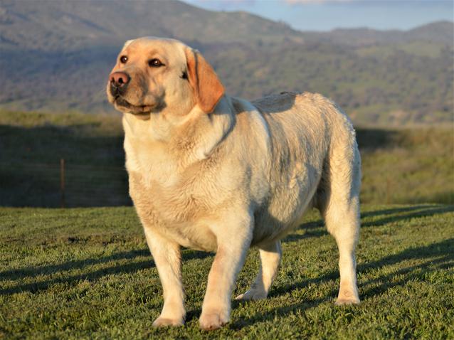 labrador retriever