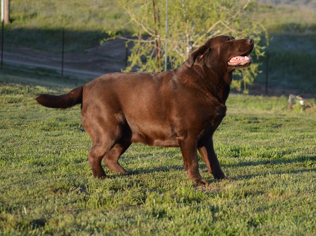 labrador retriever