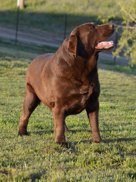 labrador retriever