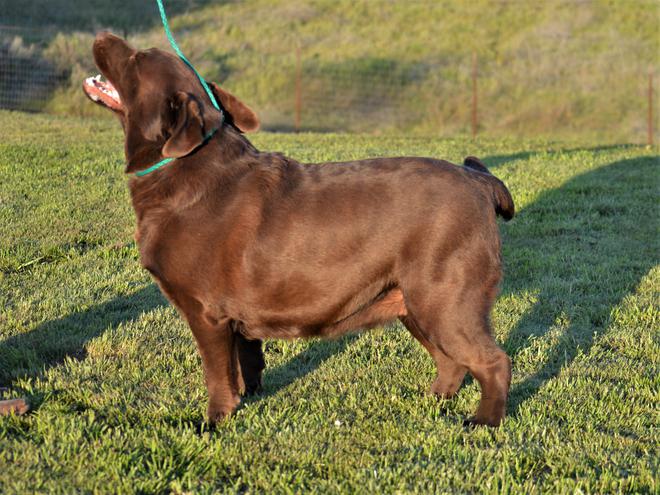 labrador retriever