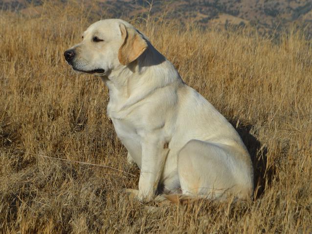 labrador retriever