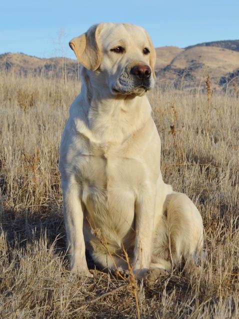 labrador retriever