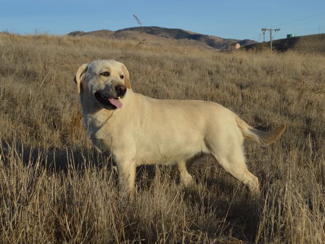 labrador retriever