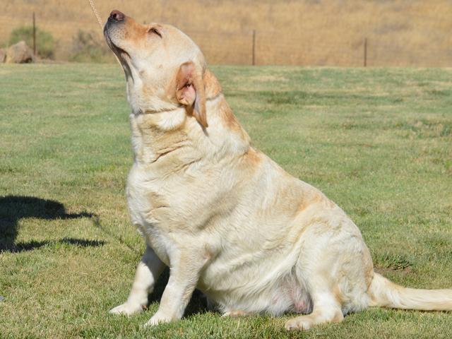 labrador retriever