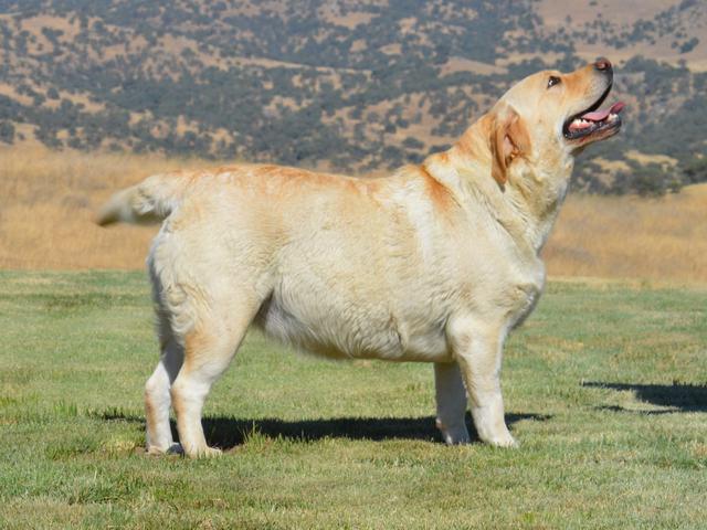 labrador retriever