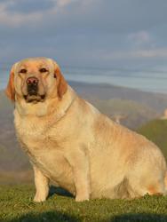 labrador retriever