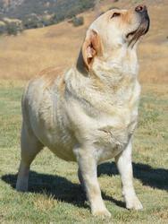 labrador retriever