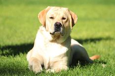 labrador retriever rescue california