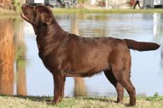 labrador retriever rescue california